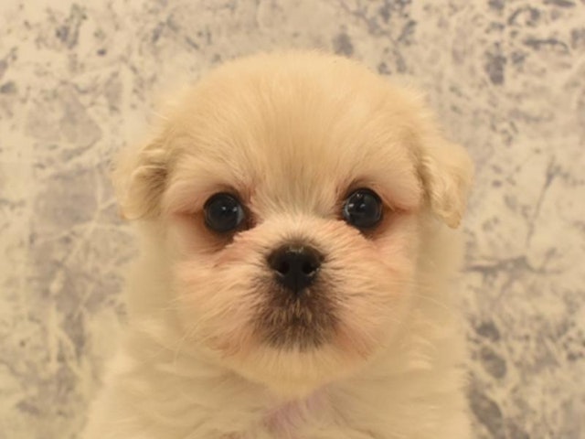 東京都のハーフ犬・ミックス犬 (ペッツワン昭島店/2024年4月27日生まれ/女の子/ホワイト)の子犬